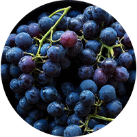 Rezveratrol – növényi összetevő a Glyvonorm-ban